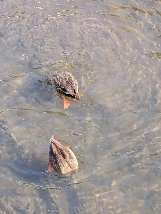 下高井戸八幡神社(東京都)