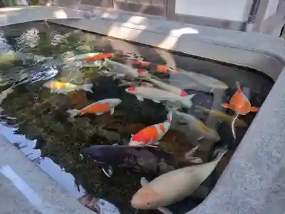 大聖観音寺（あびこ観音）(大阪府)