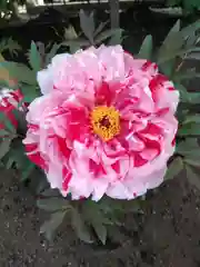 上野東照宮の自然