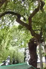 三島八幡神社の自然