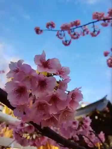 鳩森八幡神社の自然