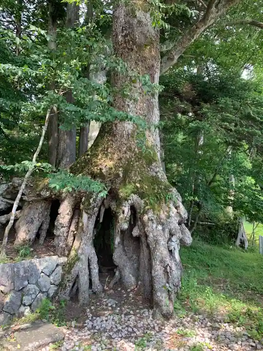 富士山東口本宮 冨士浅間神社の自然