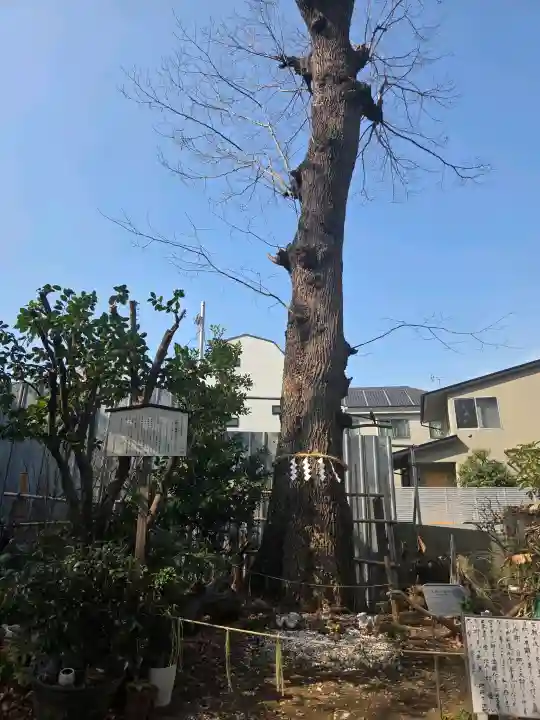 戸越八幡神社の{uncategorized: "未分類", other: "その他", undefined: "問題あり", building: "その他建物", grave: "お墓", sacred_gate: "鳥居", guardian: "狛犬", statue: "像", buddha: "仏像", history: "歴史", nature: "自然", garden: "庭園", animal: "動物", pagoda: "塔", temizu: "手水舎", mountain_gate: "山門・神門", sanctuary: "本殿・本堂", subordinate: "末社・摂社", art: "芸術", scenery: "景色", jizo: "地蔵", ema: "絵馬", goshuin: "御朱印", omikuji: "おみくじ", items: "授与品その他", amulet: "お守り", goshuincho: "御朱印帳", eats: "食事", festival: "お祭り", votive_dance: "神楽", shichigosan: "七五三参", wedding: "結婚式", experience: "体験その他", initially: "初詣", around: "周辺", anti_infection: "感染症対策"}
