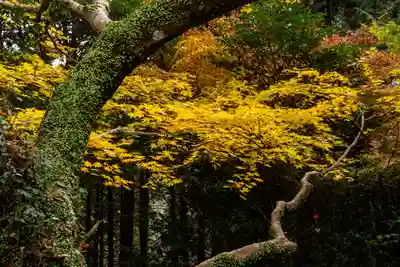 柞原八幡宮(大分県)