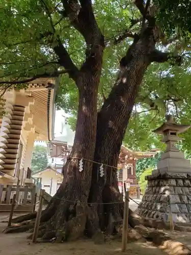 諏訪神社の自然