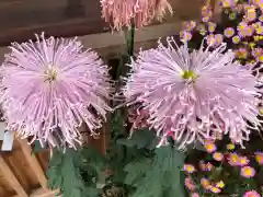 鴨島八幡神社の自然