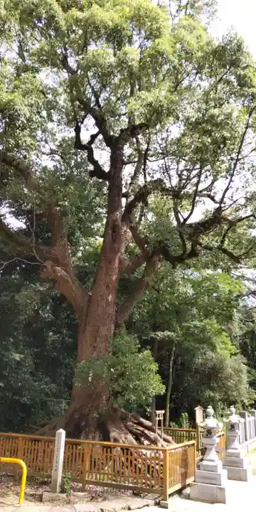 和泉國一之宮 大鳥大社の自然