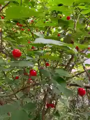 大山祇神社の自然