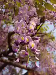 亀戸天神社(東京都)