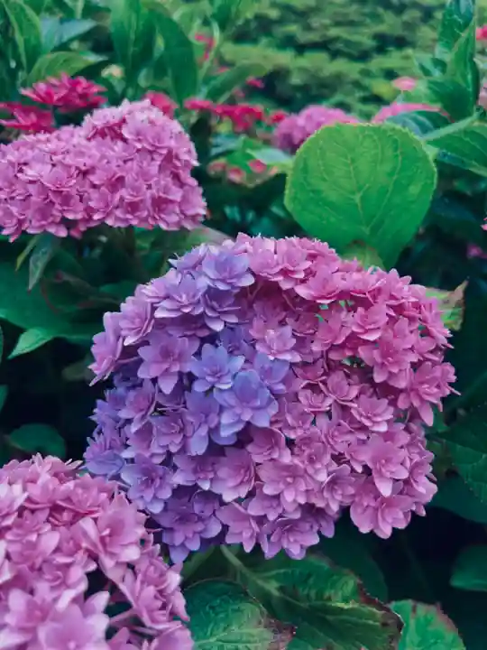 三室戸寺の自然