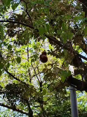 秋葉神社(東京都)