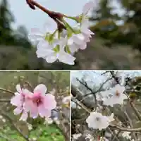 比々多神社の自然