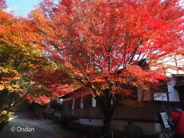 曼殊院門跡の自然