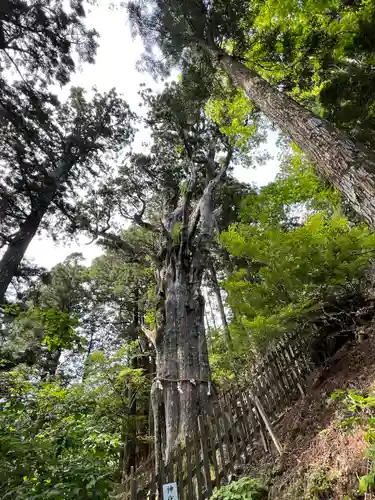 玉置神社の自然