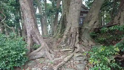 熊野神社（稲取）の自然