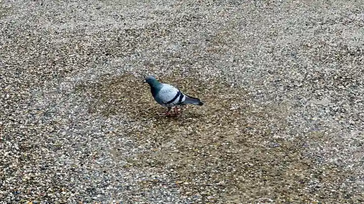 八坂神社(祇園さん)(京都府)