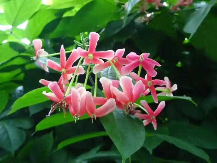 日蓮宗 総本山 塔頭 定林坊(じょうりんぼう)の自然