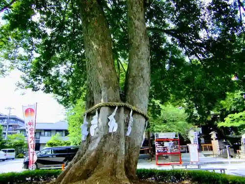 鎮守氷川神社の自然