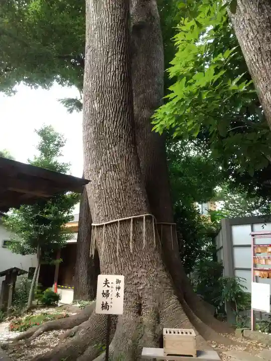 鳩ヶ谷氷川神社の自然