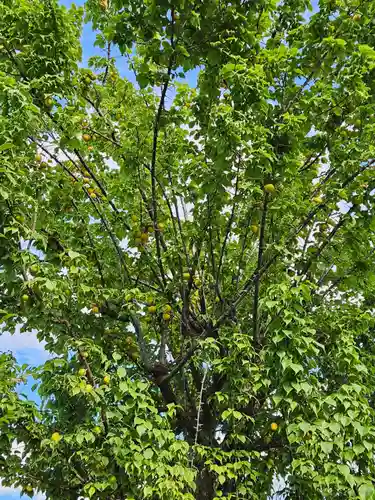 井上神社(栃木県)