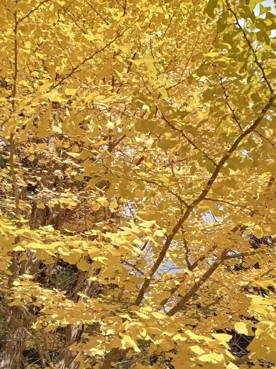 高野山金剛峯寺奥の院(和歌山県)
