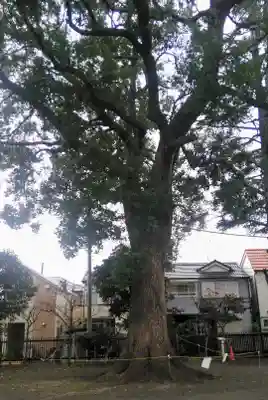 大松氷川神社の自然