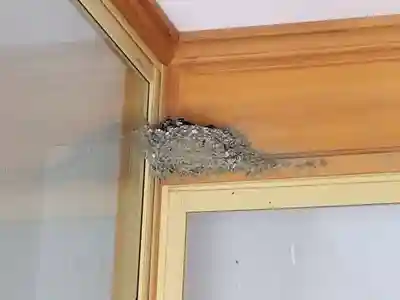 御誕生寺（猫寺）(福井県)