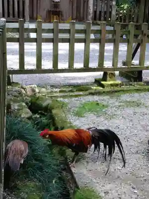 天岩戸神社(宮崎県)