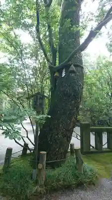 安宅住吉神社の自然