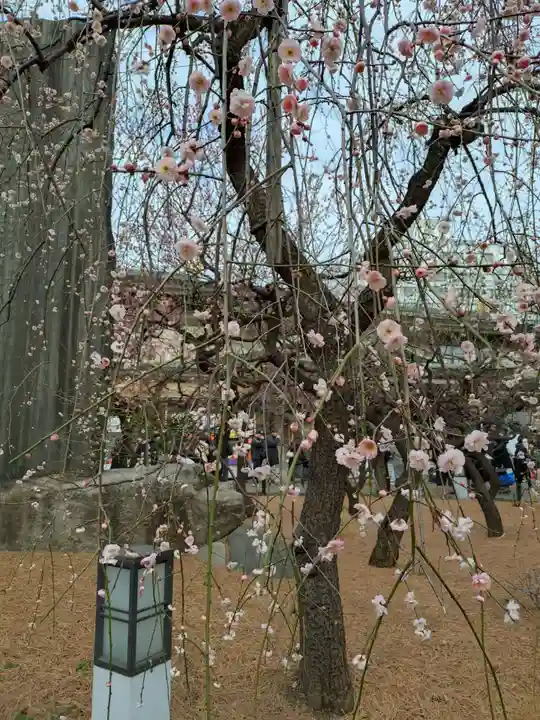 湯島天満宮(東京都)