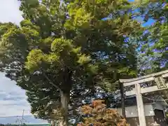 大宮神社(滋賀県)