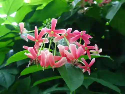 日蓮宗 総本山 塔頭 定林坊(じょうりんぼう)の自然