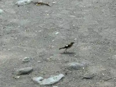 白鳥神社(長野県)