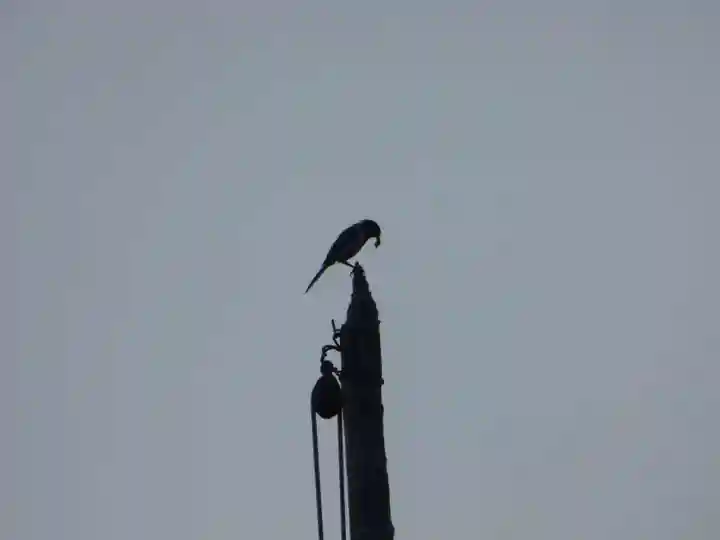 留辺蘂神社の動物