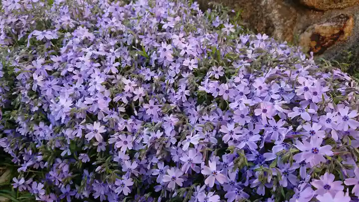 寿量山 速成寺の庭園
