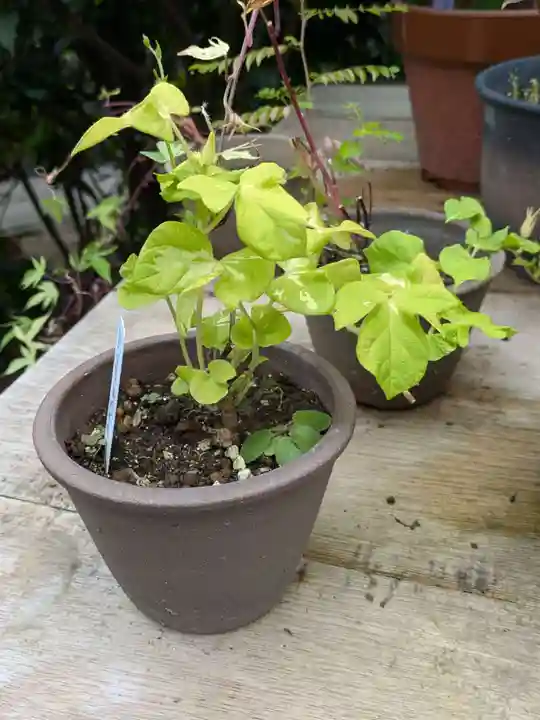 谷中 妙福寺(東京都)