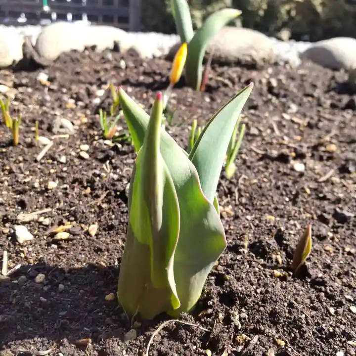 七重浜海津見神社(北海道)
