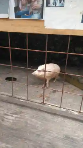 宝八幡宮の動物