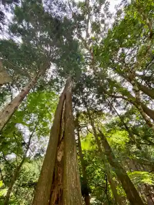  川上山若宮八幡宮の自然