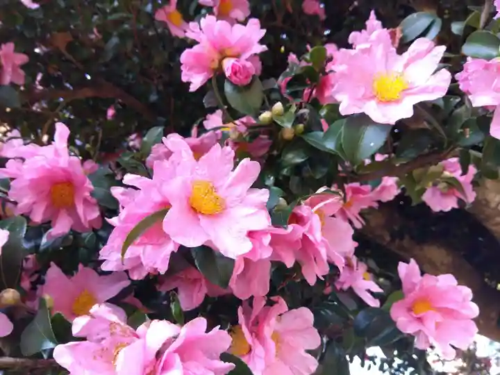 八幡神社(福井県)