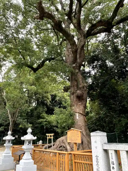 和泉國一之宮 大鳥大社(大阪府)