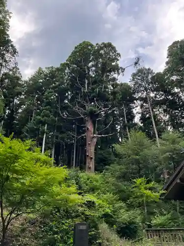 大宮温泉神社の自然