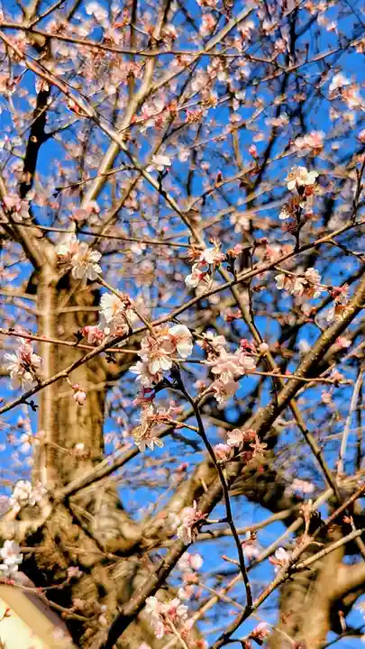 飯綱神社の自然