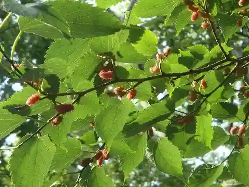 吾妻神社（木更津市）の自然