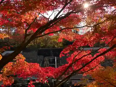 鉾立山天王院の自然