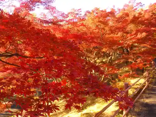足利織姫神社の自然