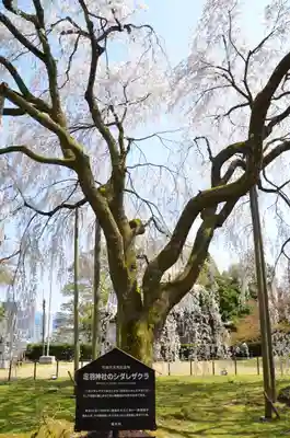 足羽神社の自然