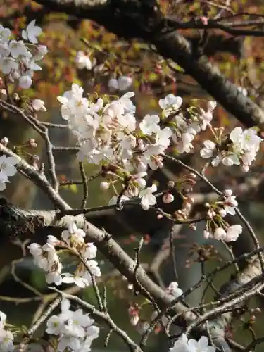 真正極楽寺（真如堂）の自然