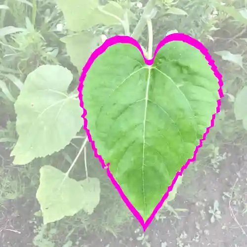 高司神社〜むすびの神の鎮まる社〜(福島県)