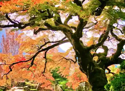 西善寺の{uncategorized: "未分類", other: "その他", undefined: "問題あり", building: "その他建物", grave: "お墓", sacred_gate: "鳥居", guardian: "狛犬", statue: "像", buddha: "仏像", history: "歴史", nature: "自然", garden: "庭園", animal: "動物", pagoda: "塔", temizu: "手水舎", mountain_gate: "山門・神門", sanctuary: "本殿・本堂", subordinate: "末社・摂社", art: "芸術", scenery: "景色", jizo: "地蔵", ema: "絵馬", goshuin: "御朱印", omikuji: "おみくじ", items: "授与品その他", amulet: "お守り", goshuincho: "御朱印帳", eats: "食事", festival: "お祭り", votive_dance: "神楽", shichigosan: "七五三参", wedding: "結婚式", experience: "体験その他", initially: "初詣", around: "周辺", anti_infection: "感染症対策"}